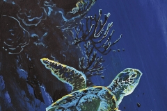 reef-wall-turtle11_B