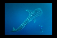 ©Henri_Eskenazi_Requin_baleine_Djibouti