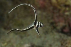 BD_071-Chevalier-lancier-juvénile-Equetus-lanceolatus