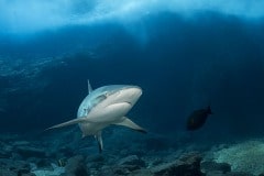 BD_080-Requin-gris-de-récif-Carcharhinus-wheeleri