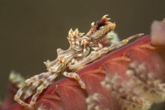 BD_216-Xéno-crabe-Xenocarcinus-tuberculatus