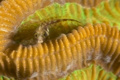 BD_60-Blennie-tête-noire-femelle-Emblemariopsis-sp-et-Corail-cerveau-de-Neptune-Diploria-labyrinthiformis