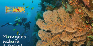 En mai 2018 : enquête à Bohol avec Objectif Atlantide