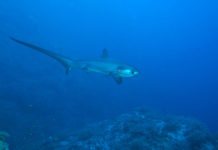 La chasse… au Renard (version requin)