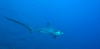 La chasse… au Renard (version requin)