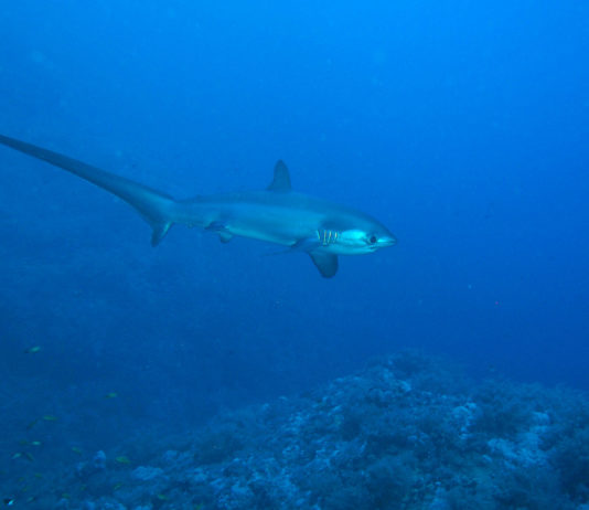 La chasse… au Renard (version requin)