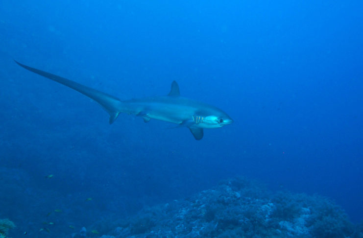 La chasse… au Renard (version requin)