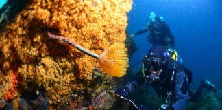 Profession :  Garde moniteur  du Parc National de Port Cros