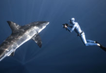 Fred Buyle,  apnéiste photographe