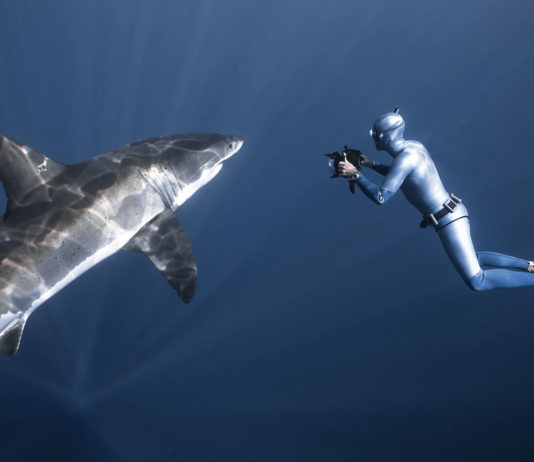 Fred Buyle, apnéiste photographe