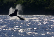 La pollution sonore cause la mort des baleines