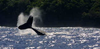 La pollution sonore cause la mort des baleines
