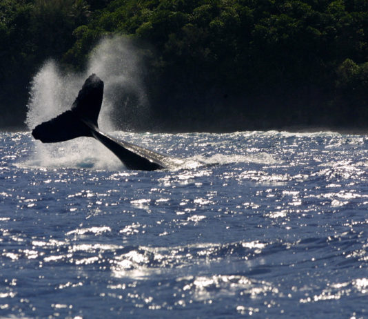 La pollution sonore cause la mort des baleines
