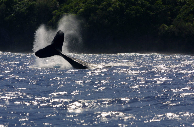 La pollution sonore cause la mort des baleines
