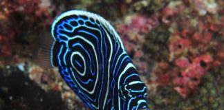 Poésie thaïlandaise