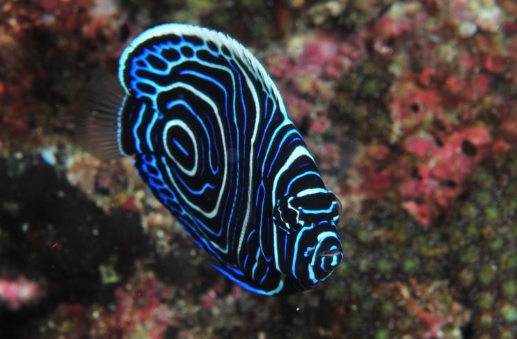 Poésie thaïlandaise