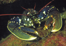 Bretagne : osez les Sept Îles