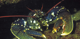 Bretagne : osez les Sept Îles
