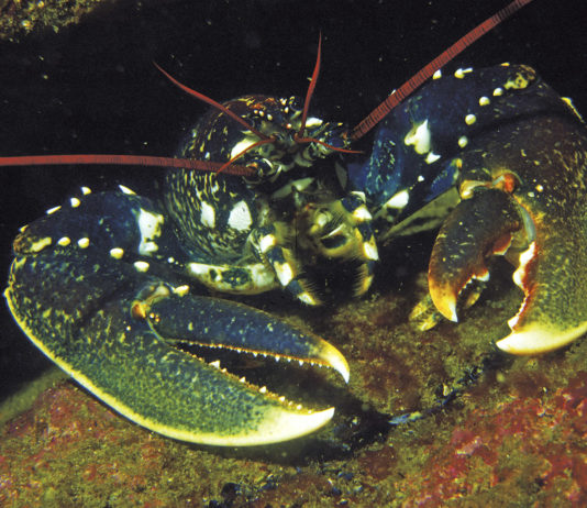 Bretagne : osez les Sept Îles