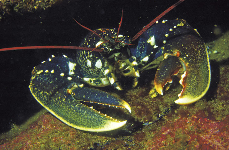 Bretagne : osez les Sept Îles
