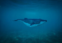 La boutique du plongeur