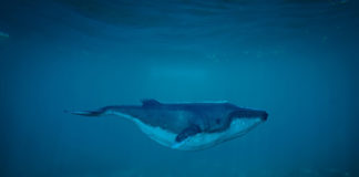 La boutique du plongeur