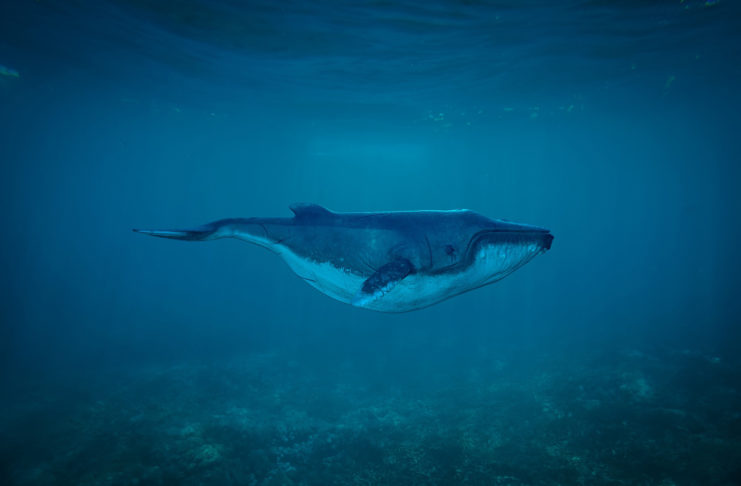 La boutique du plongeur