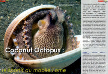 Dossier à télécharger : Coconut Octopus, le sportif du mobile home