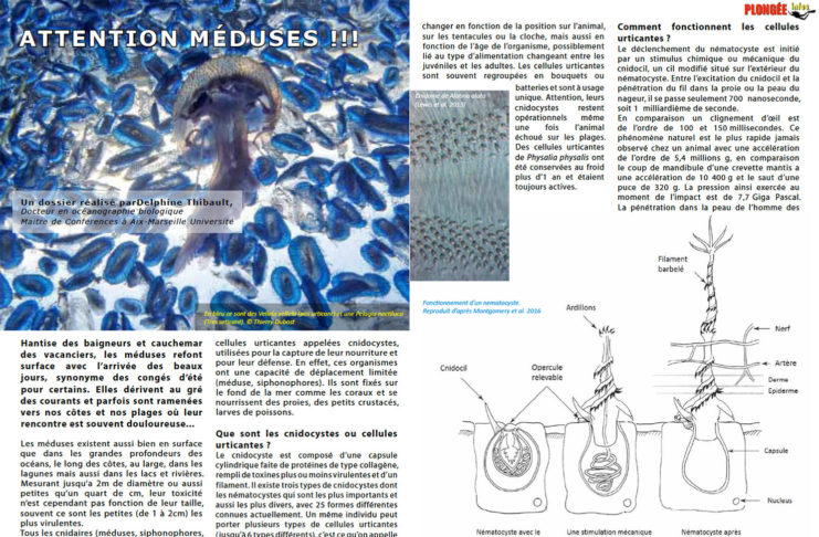 En téléchargement GRATUIT : Attention, méduses !