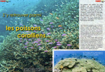 Dossier à télécharger : S’y retrouver parmi les poissons coralliens