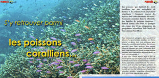Dossier à télécharger : S’y retrouver parmi les poissons coralliens
