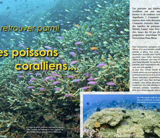 Dossier à télécharger : S’y retrouver parmi les poissons coralliens