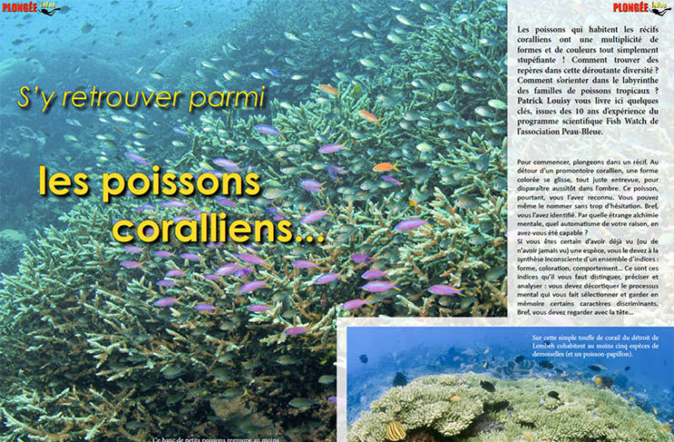 Dossier à télécharger : S’y retrouver parmi les poissons coralliens