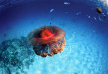 Dangers sous la mer ?