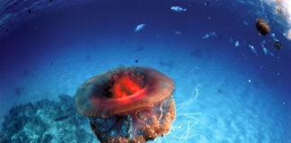 Dangers sous la mer ?