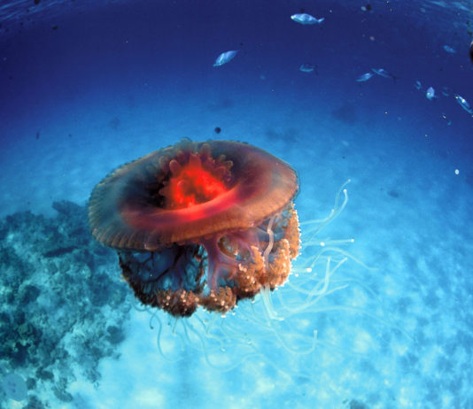 Dangers sous la mer ?