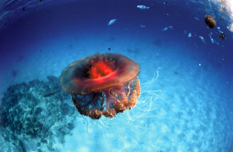 Dangers sous la mer ?