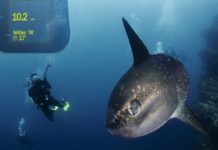 Maoï de Thalatoo au Salon de la plongée 2018