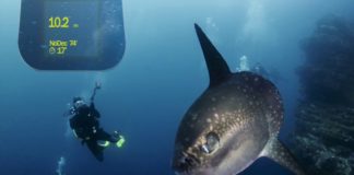 Maoï de Thalatoo au Salon de la plongée 2018
