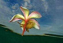 9ème Festival International de l’image sous-marine de Nouvelle-Calédonie