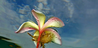9ème Festival International de l’image sous-marine de Nouvelle-Calédonie