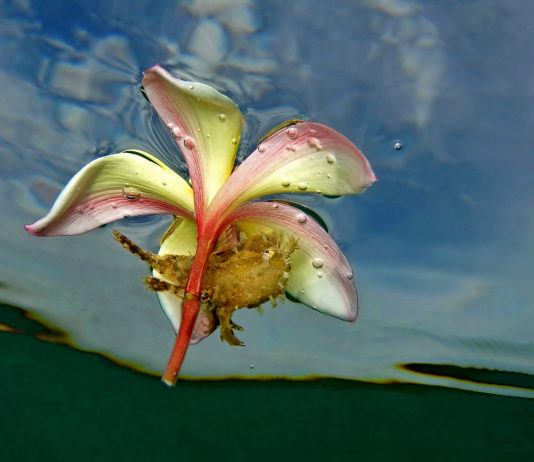 9ème Festival International de l’image sous-marine de Nouvelle-Calédonie