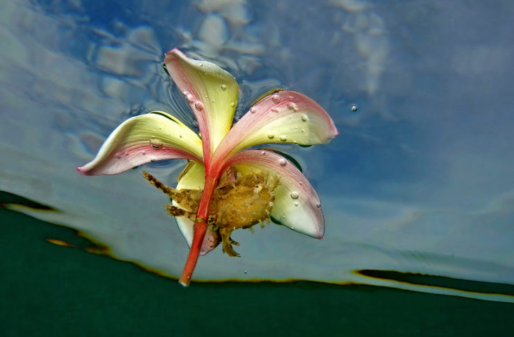 9ème Festival International de l’image sous-marine de Nouvelle-Calédonie