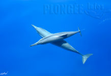 Portfolio : Cyril Hervieu, le talent dans le viseur