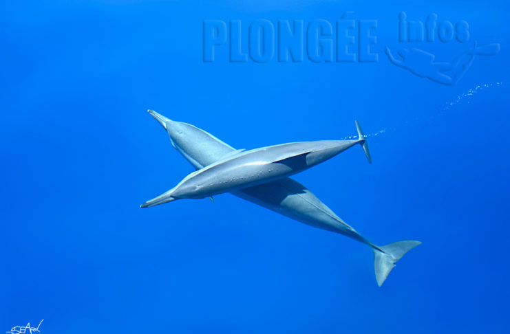 Portfolio : Cyril Hervieu, le talent dans le viseur