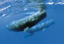 J’ai nagé avec les cachalots !