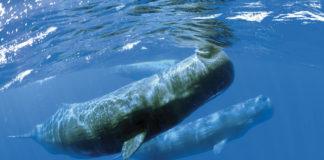 J’ai nagé avec les cachalots !