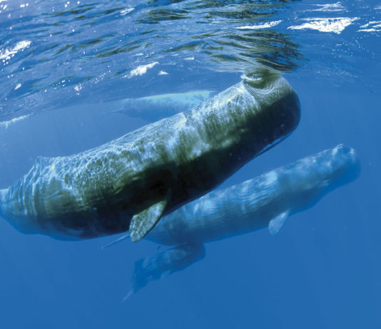 J’ai nagé avec les cachalots !