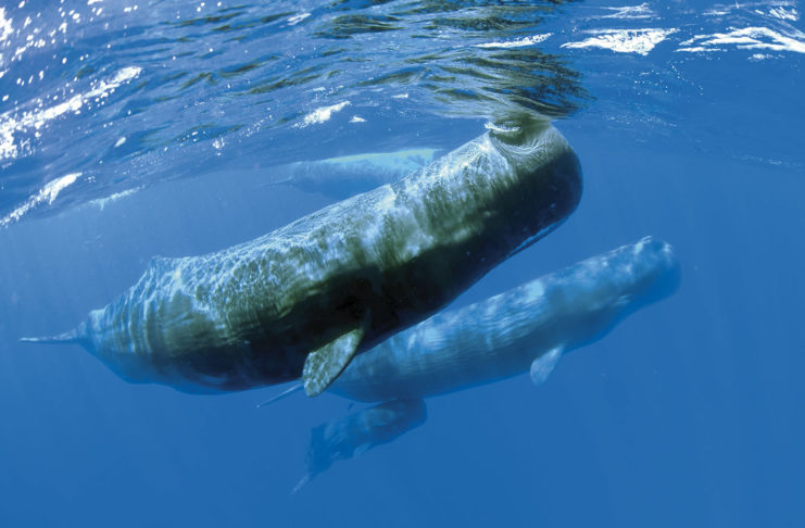 J’ai nagé avec les cachalots !