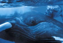 Rencontre magique avec les baleines